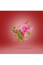 Xerjoff Vibe Wardasina Edp 100 ml Unisex Tester Parfüm Xerjoff Vibe Wardasina Edp 100 ml Unisex Tester Parfüm